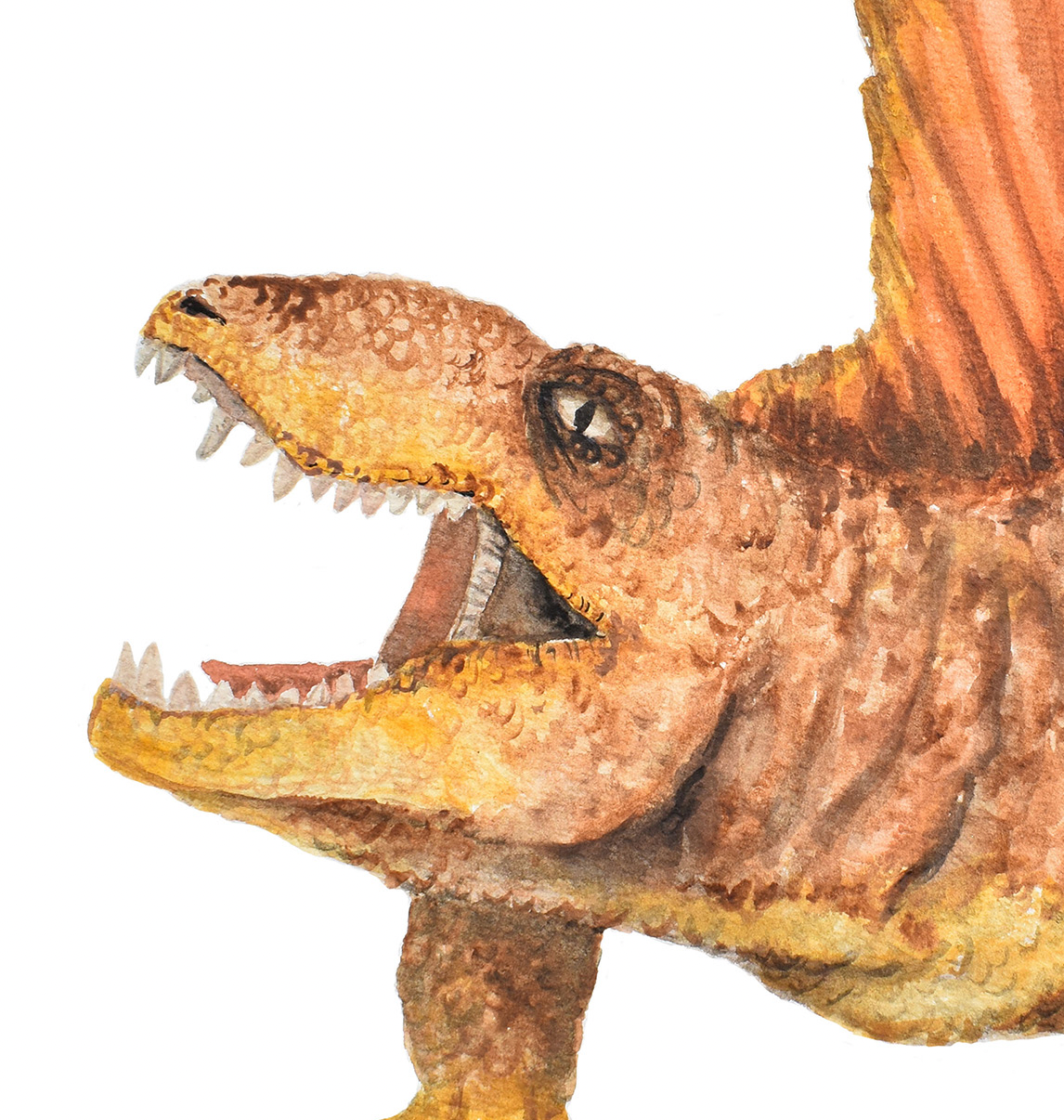 Pip+Phee Jurassic Dimetradon Art Print